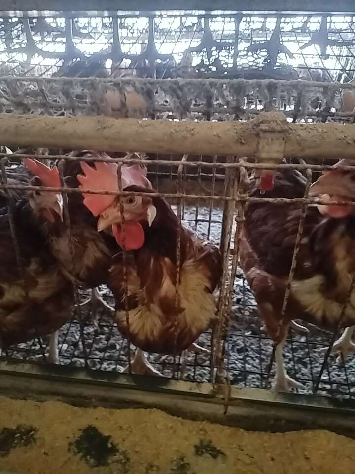 河北邯郸曲周县淘汰鸡产地直供