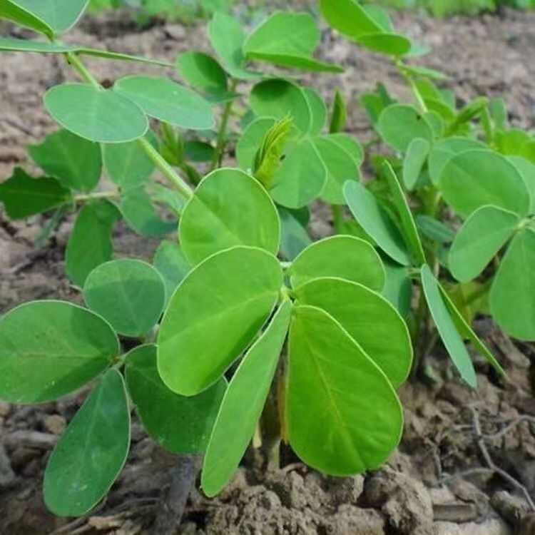 决明子种子四季播种耐寒耐旱山体复绿护坡常用品种