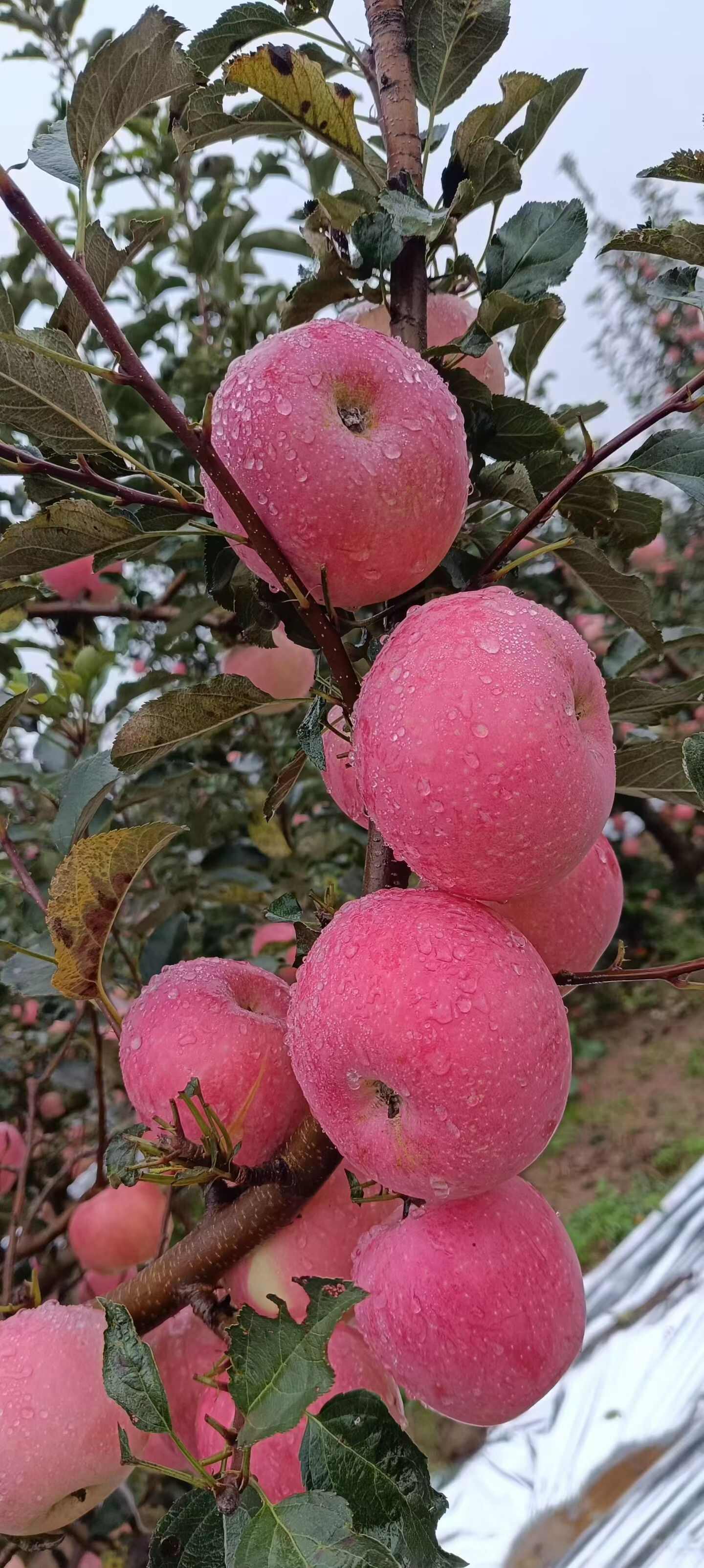 陕西红富士脆甜多汁苹果