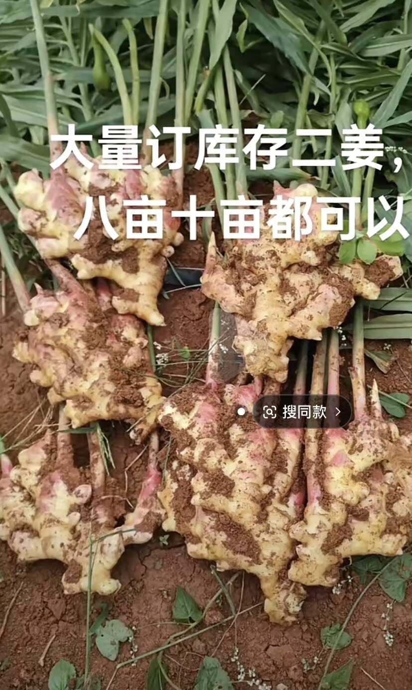 二黄姜