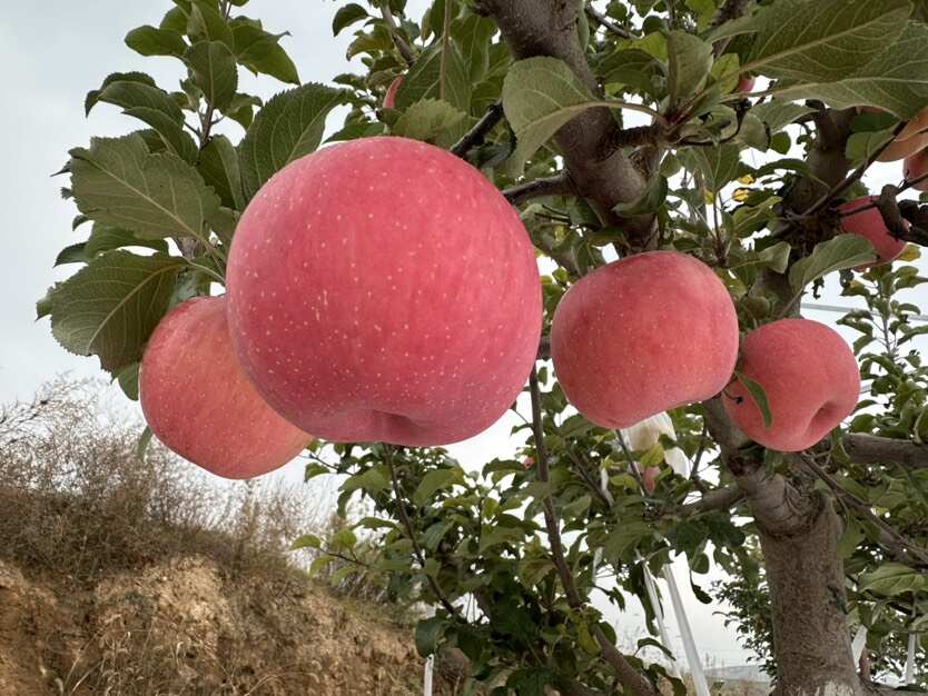 陕北山地苹果