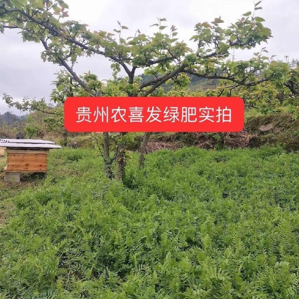 柔毛草籽苕子果园野豌豆紫花毛苕子绿肥牧草蜜源箭筈豌豆子批发