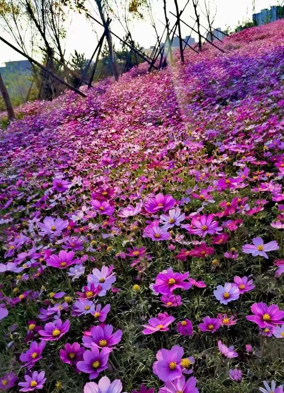 波斯菊花种子格桑花种子阳台庭院室外花海四季易种活易开花