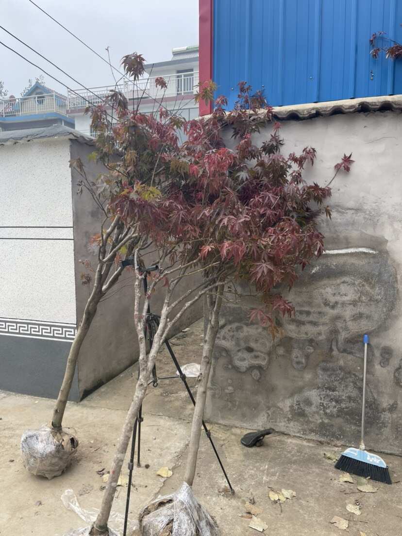 红枫 34567 公分  尺寸齐全，颜色鲜艳