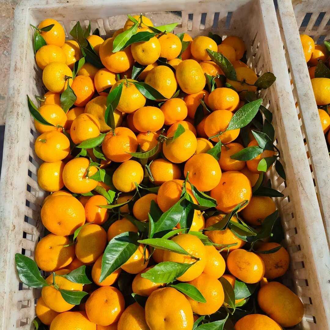 基地直发@蜜广桔，南丰蜜桔大量供应