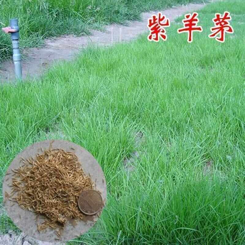 紫羊茅草籽庭院别墅护坡牧草长青耐寒耐热 四季简单易播草坪种子