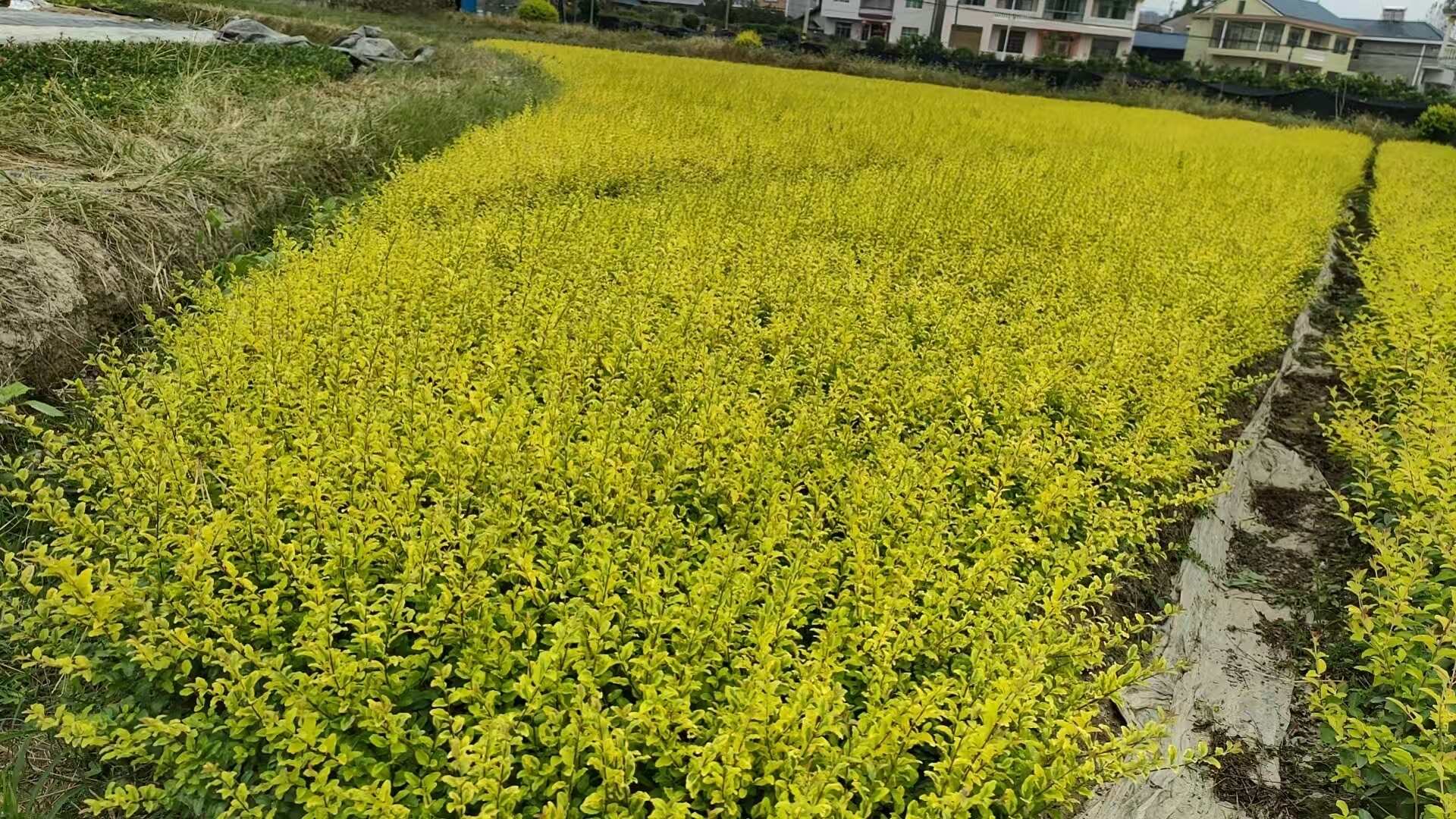 毛杜鹃 湖南怀化 25到30公分产地直销