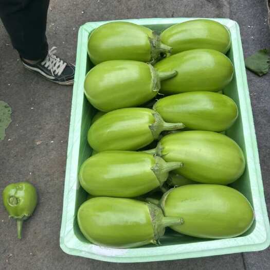 海城市绿茄    青茄