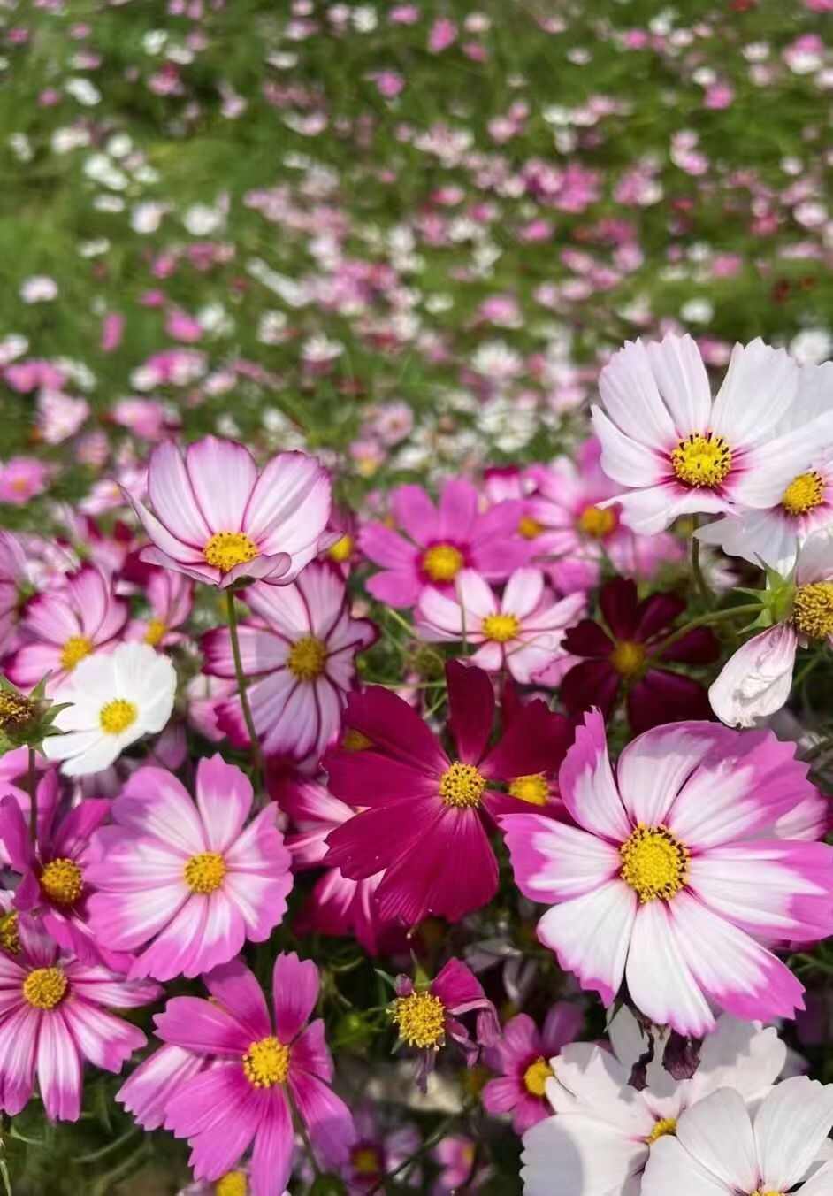 波斯菊花种子格桑花种子阳台庭院室外花海四季易种活易开花