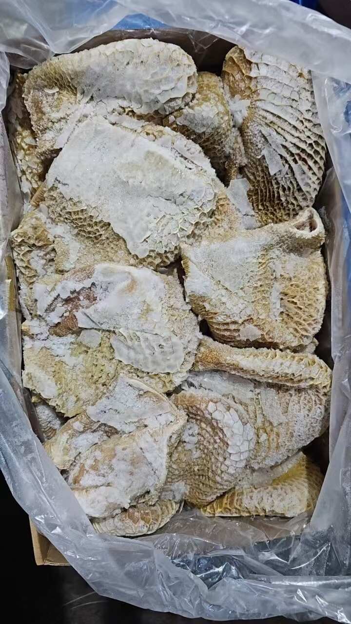 乌拉圭379厂金钱肚