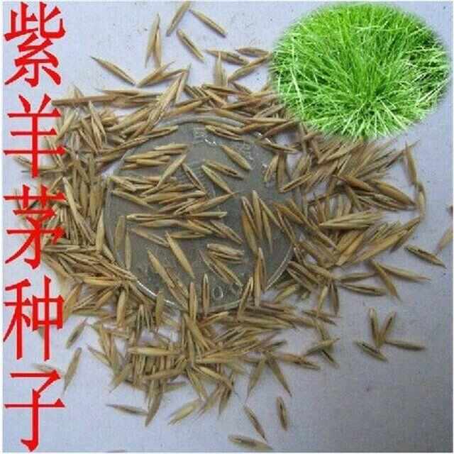 紫羊茅草籽庭院别墅护坡牧草长青耐寒耐热 四季简单易播草坪种子