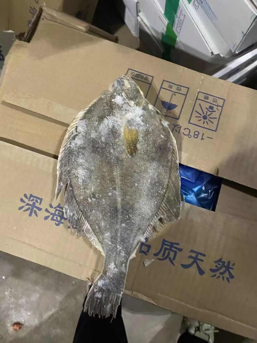 俄罗斯黄金蝶鱼