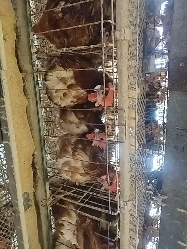 河北邯郸曲周县淘汰鸡产地直供