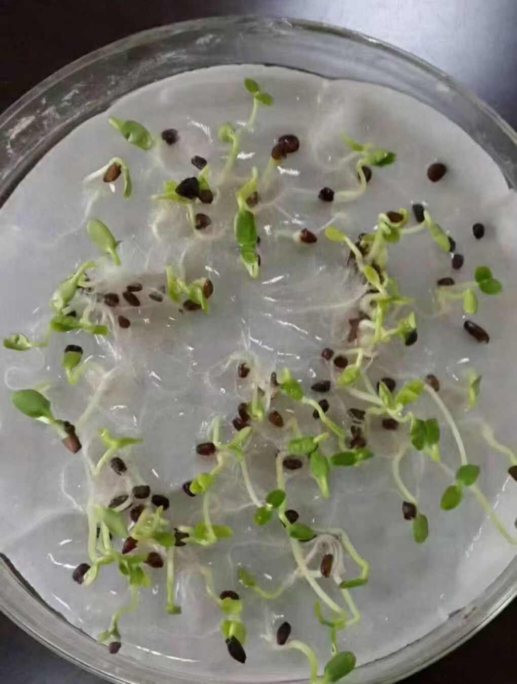 二月兰种子耐寒耐阴冬季耐寒室外植物四季诸葛菜菜子