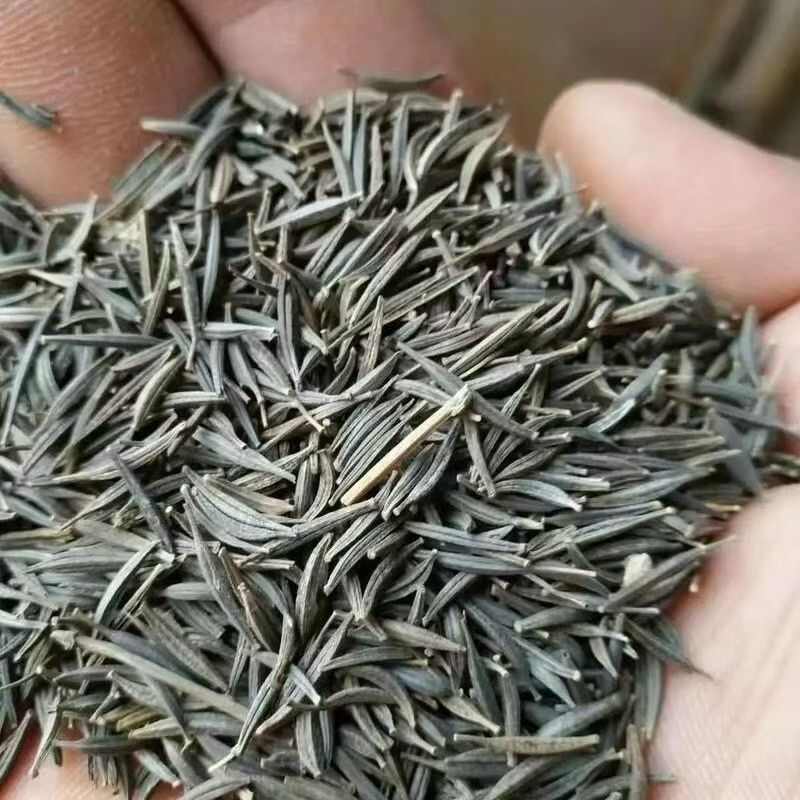 波斯菊花种子格桑花种子阳台庭院室外花海四季易种活易开花