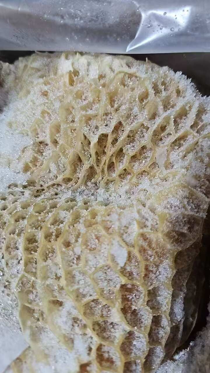 乌拉圭379厂金钱肚