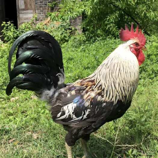 散养一年半以上老母鸡黄油老母鸡