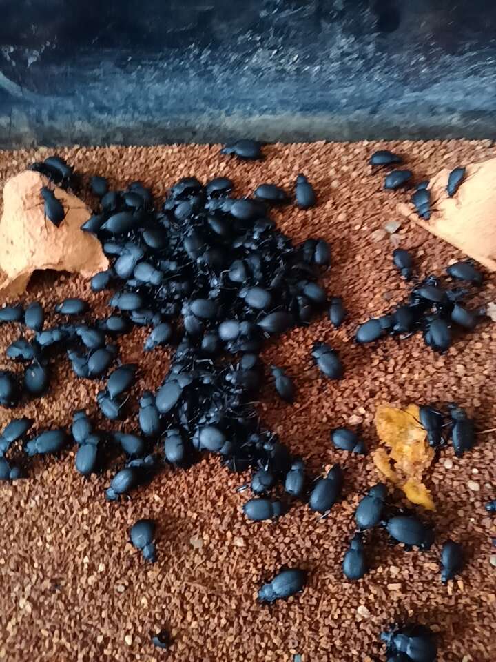 喙尾琵琶甲也叫臭屁虫，活体4斤起