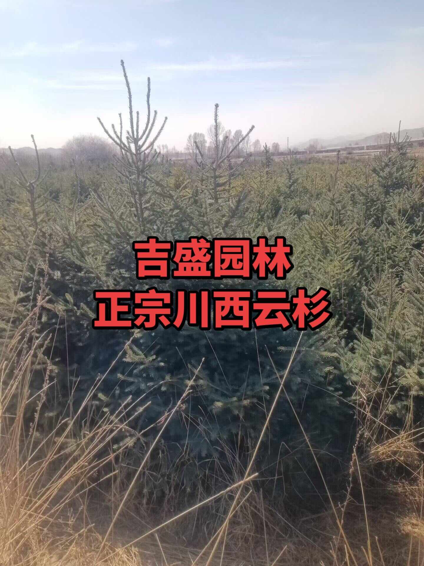 川西云杉，四川云杉，雪岭云杉