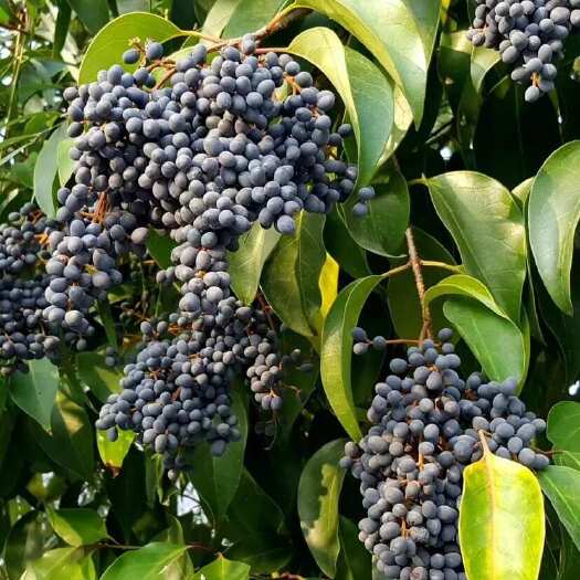 卢氏县河南卢氏女贞子 果实籽仁中药材 按需包装发货