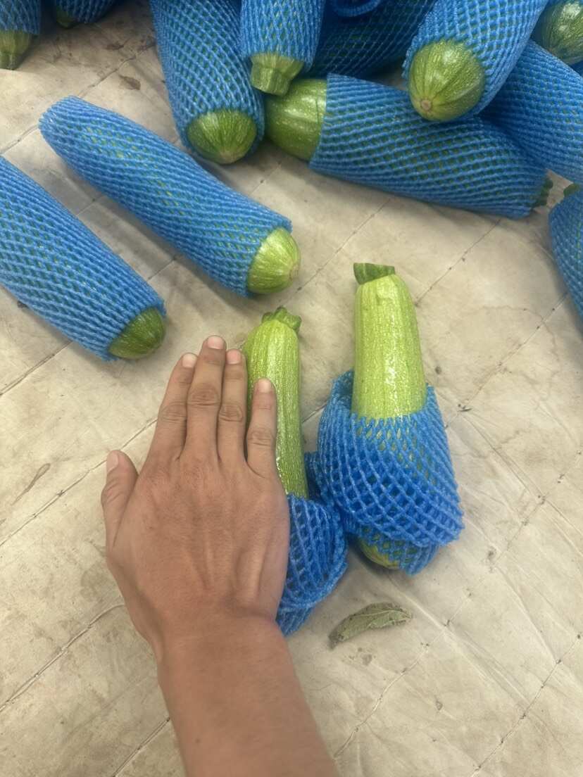 云南西葫芦产地直发新鲜到家价格可议