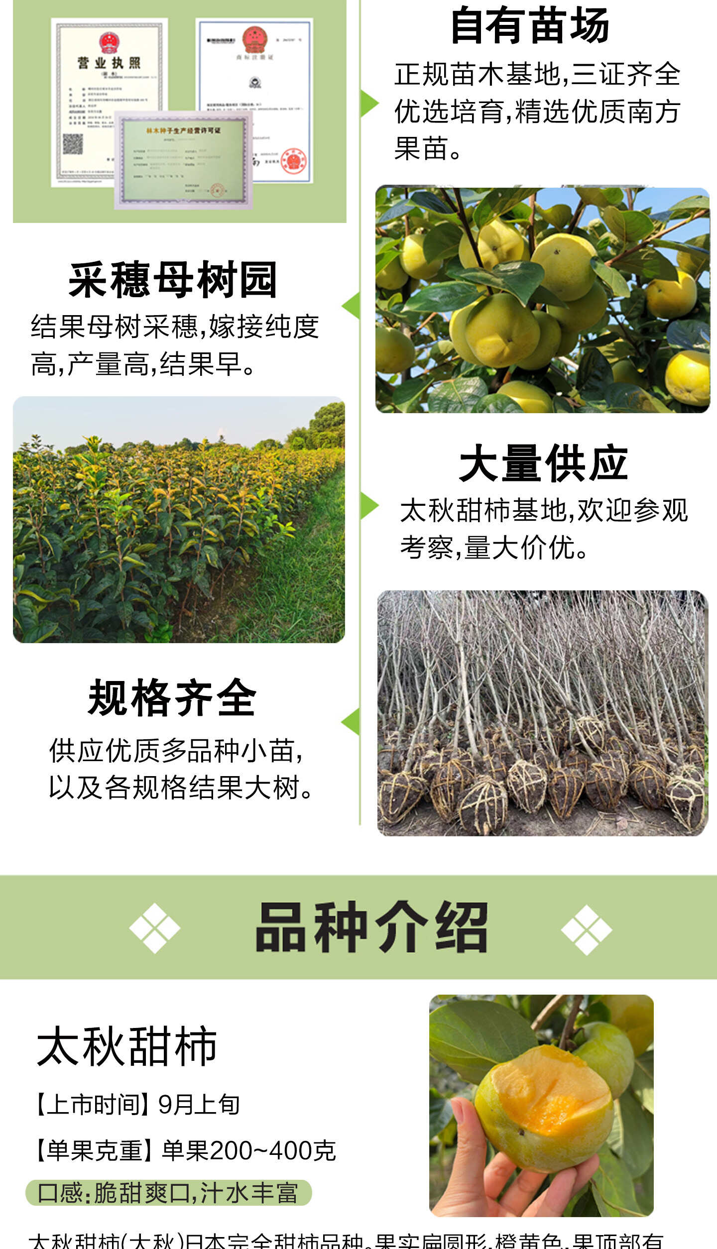 正宗太秋甜柿树苗嫁接日本大秋脆柿子果苗南方种植对版包活新品种