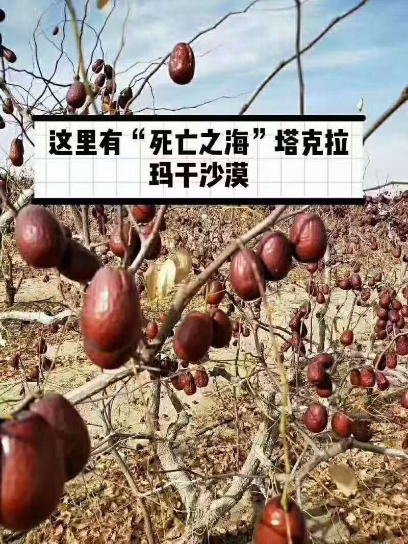 新疆昆玉骏枣 产地直发优质红枣