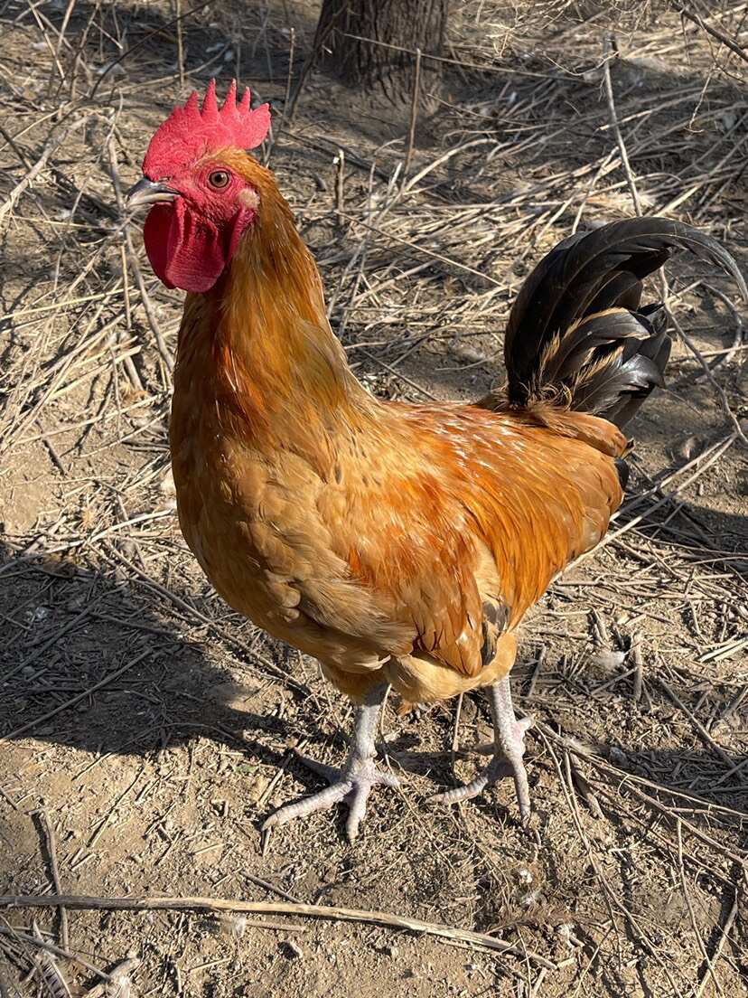 散养一年半以上老母鸡黄油老母鸡