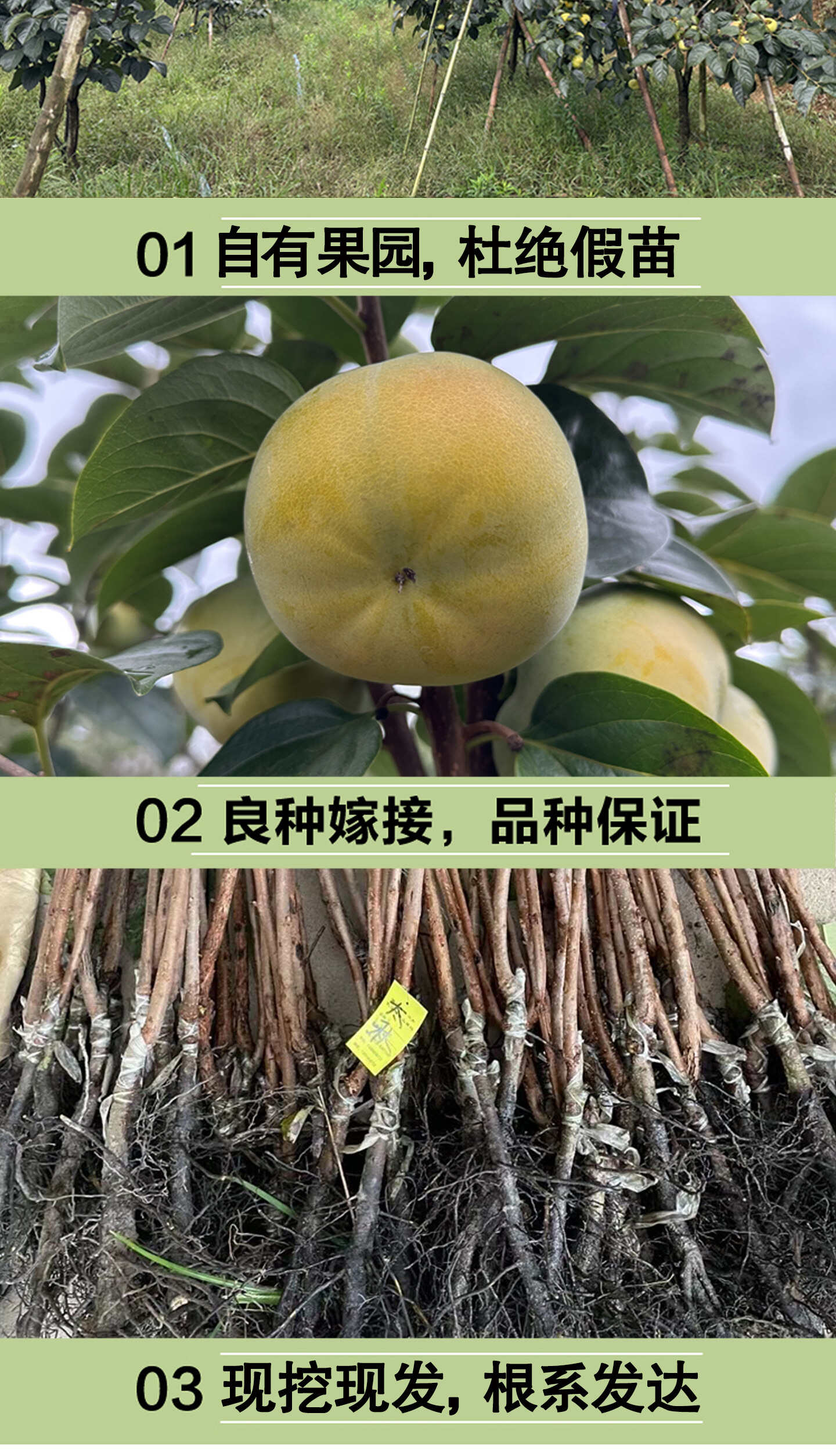 正宗太秋甜柿树苗嫁接日本大秋脆柿子果苗南方种植对版包活新品种