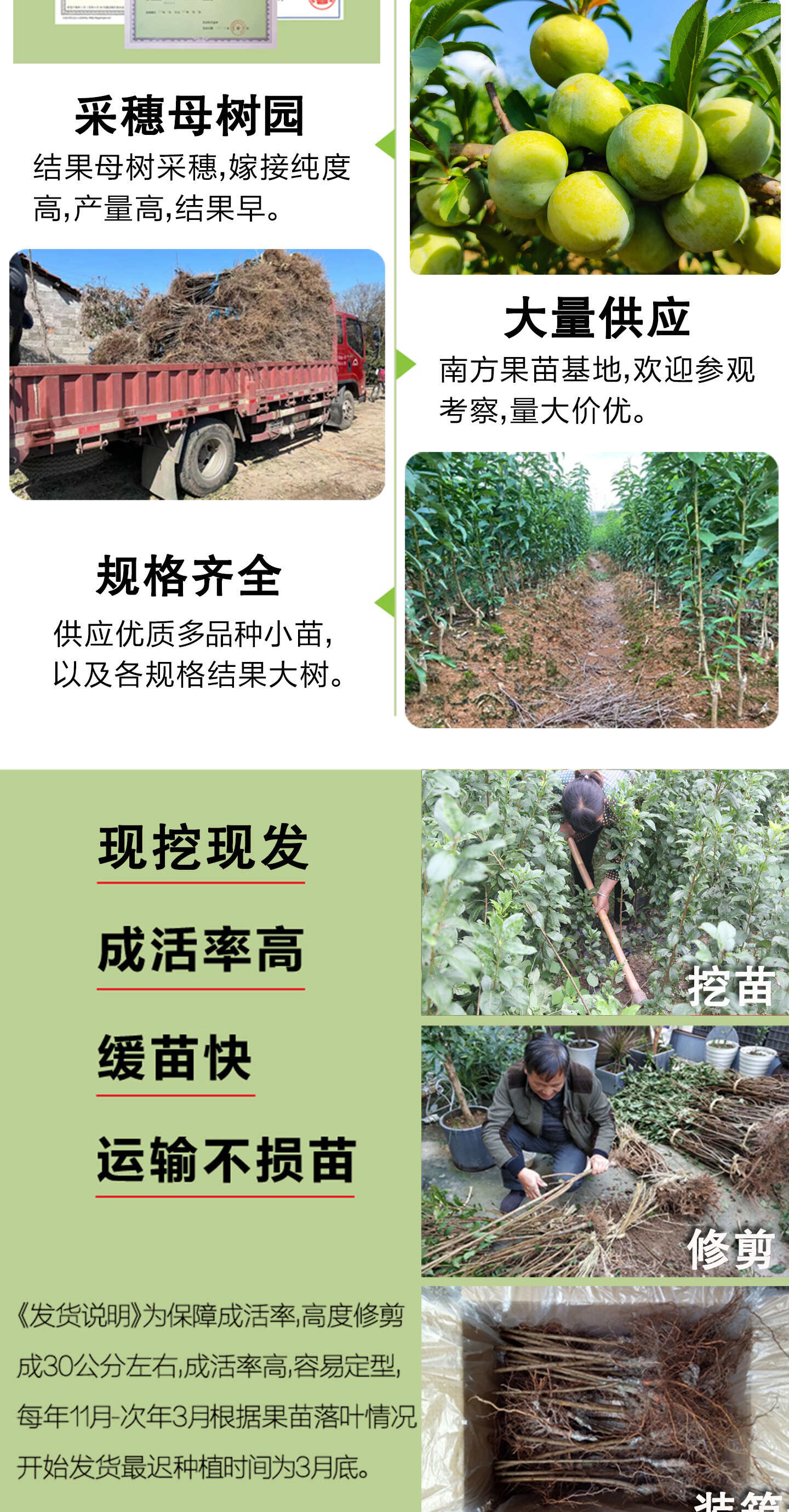 正宗蜂糖李子树苗浙江早熟嫁接脱骨李子树苗南方种植大全对版包活