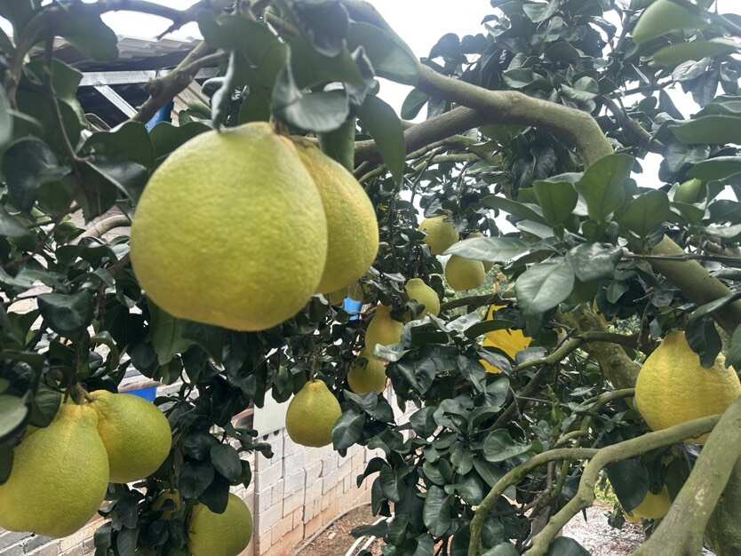 容县沙田柚，果肉脆嫩蜜甜柚香浓郁，一口尝尽岭南秋日的清甜馈赠