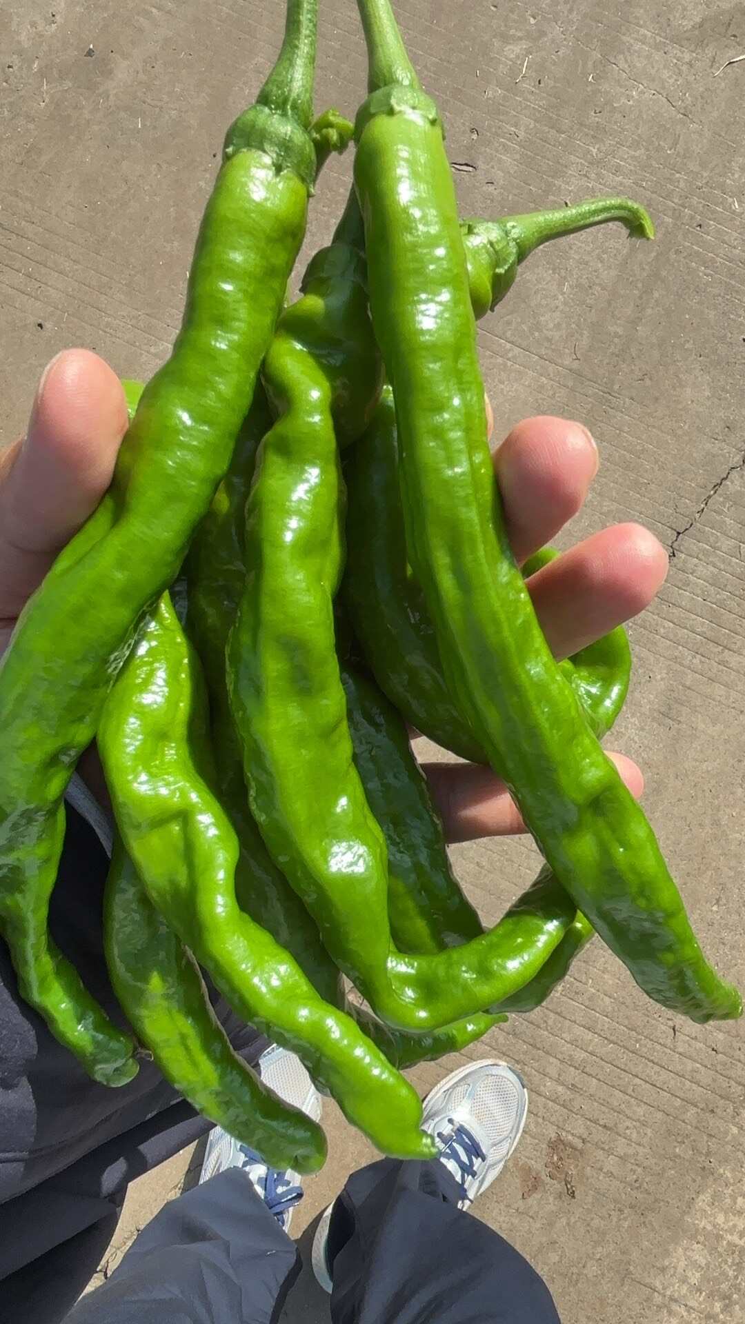 辣椒炒肉专用辣椒，皮薄脆嫩软香可口，辣度适中，湘研2307，