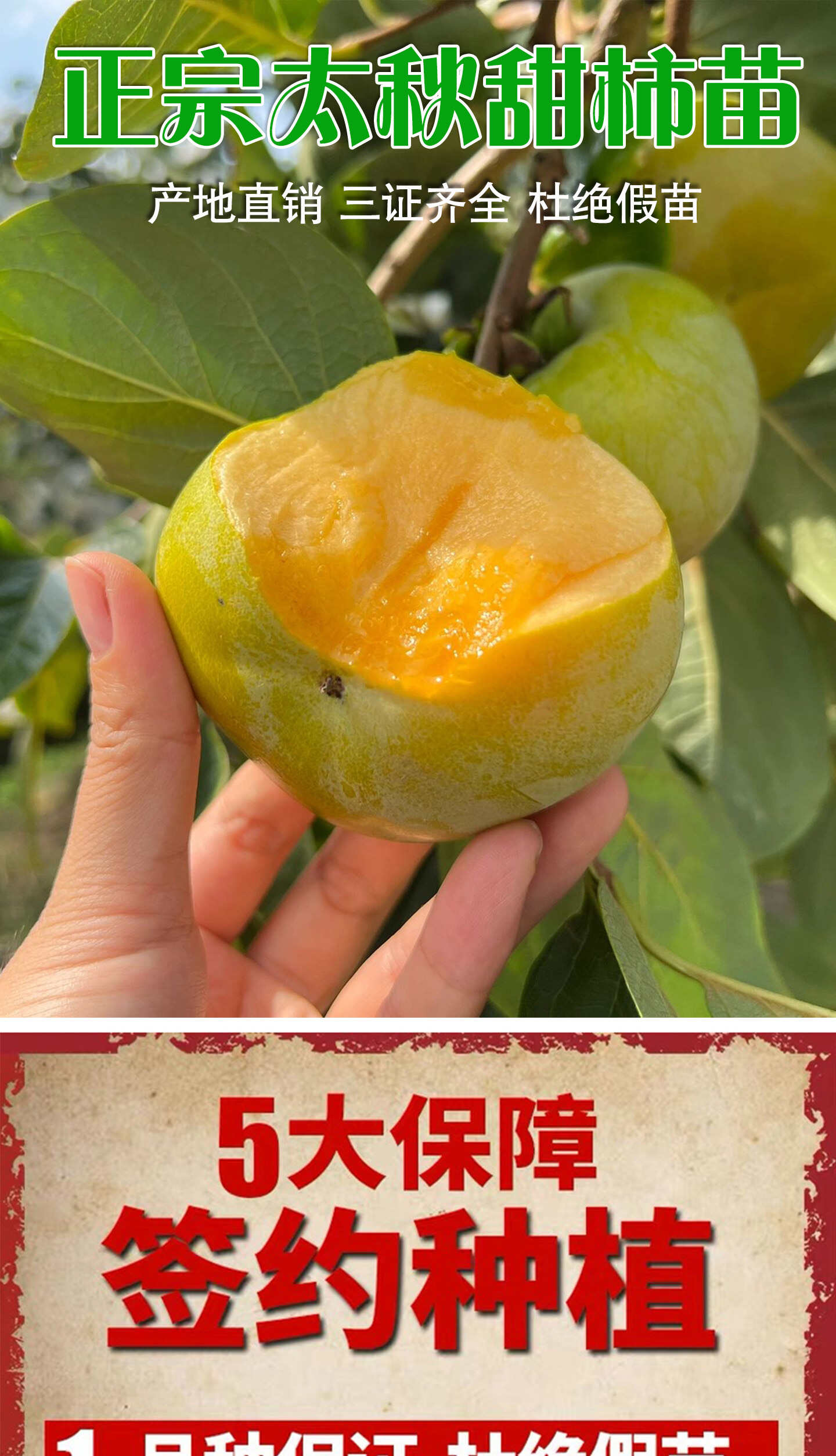 新品种正宗浙江太秋甜柿树苗日本甜脆柿子大秋嫁接果树南北方种植