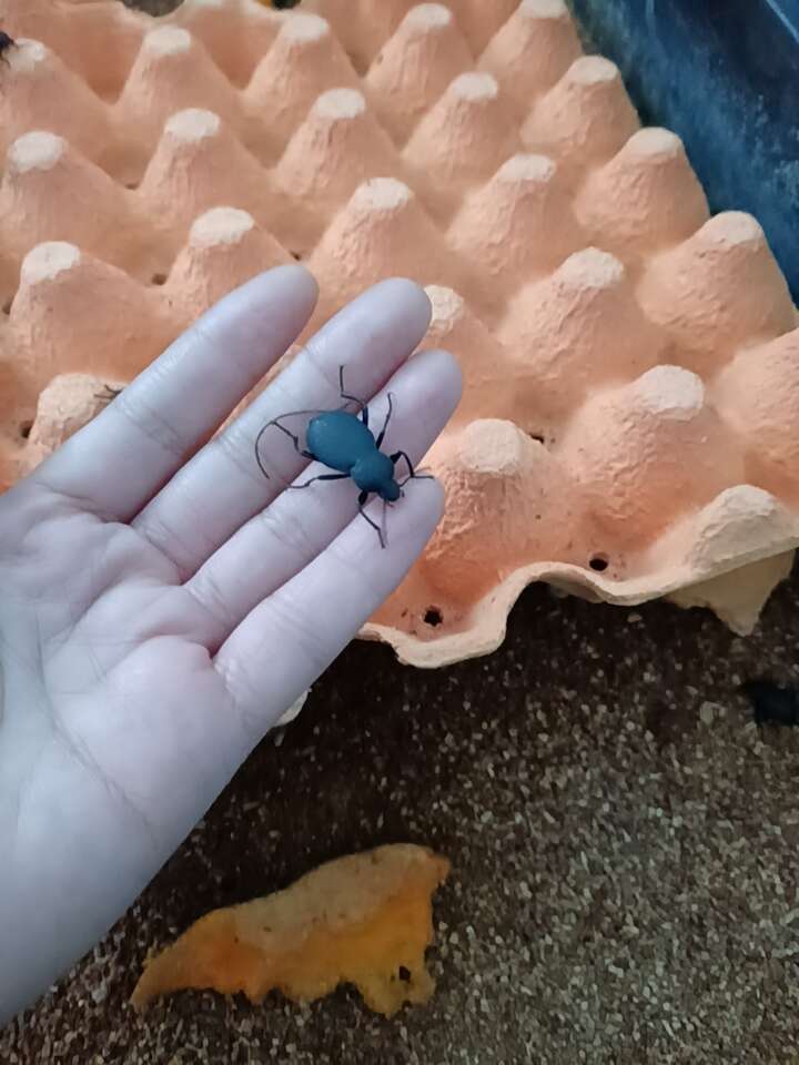 喙尾琵琶甲也叫臭屁虫，活体4斤起