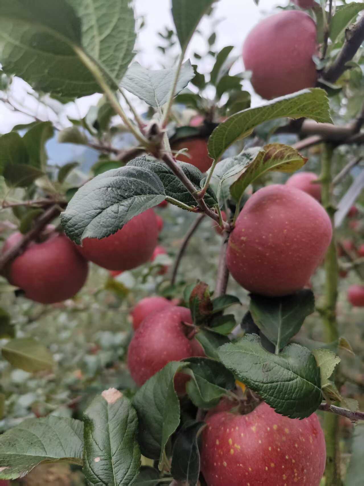 红富士，  3俩5起上不封顶，糖度15+    大量上市，