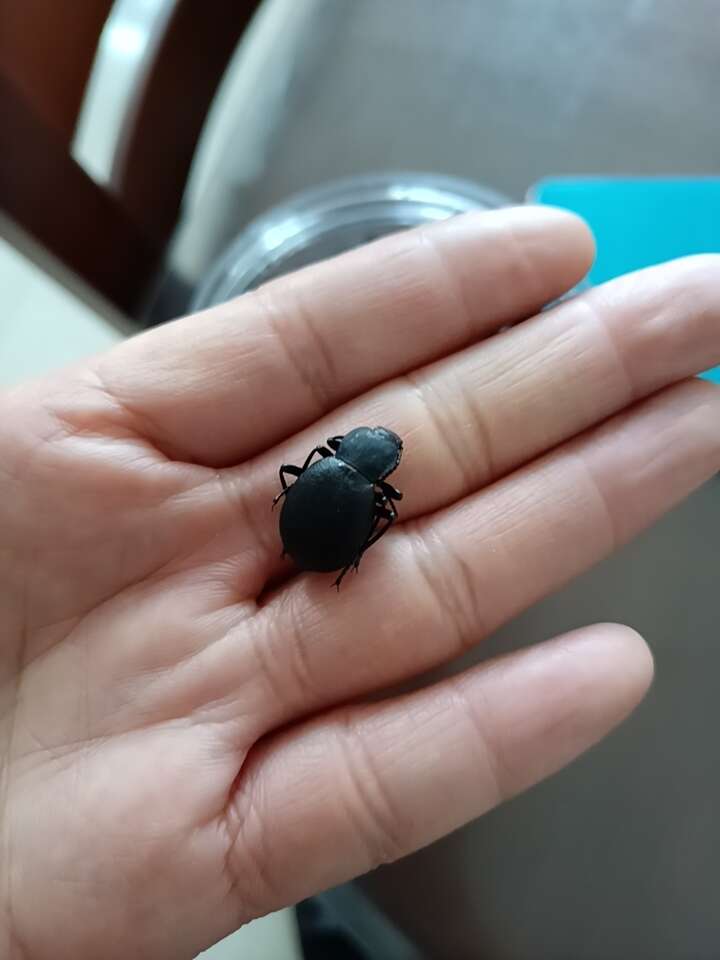 喙尾琵琶甲也叫臭屁虫，干货！