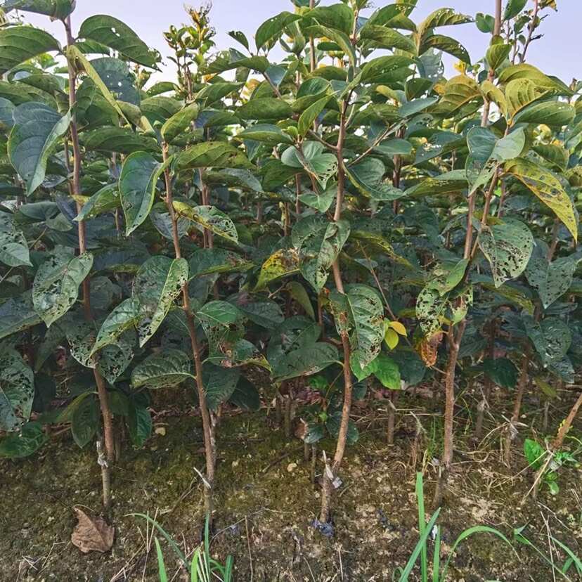 正宗太秋甜柿树苗嫁接日本大秋脆柿子果苗南方种植对版包活新品种