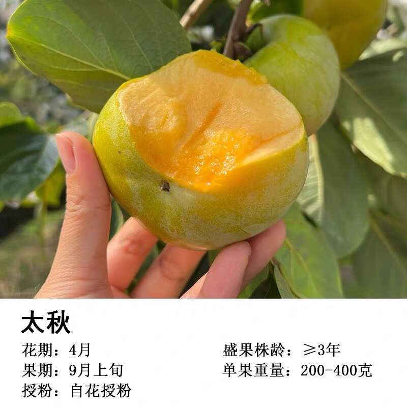 新品种正宗浙江太秋甜柿树苗日本甜脆柿子大秋嫁接果树南北方种植