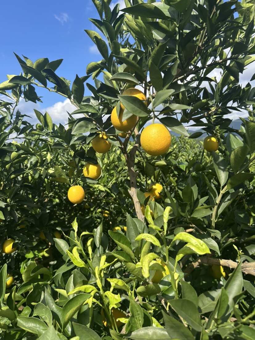 云南哀牢山冰糖橙 多汁 口感好 对接电商 通货