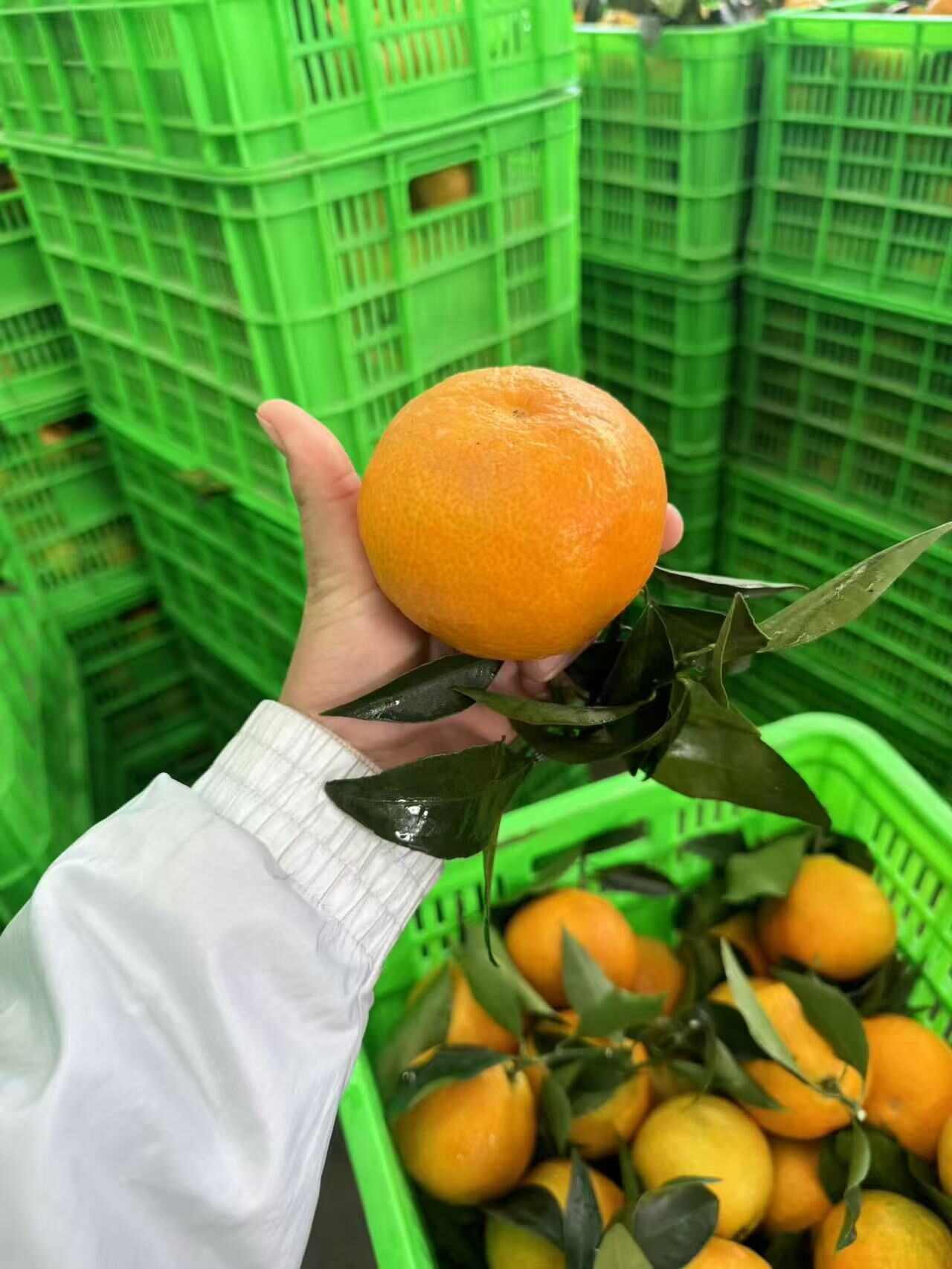 爱媛果冻橙