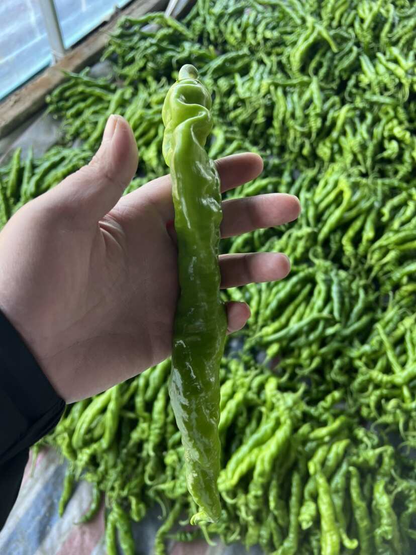 专注辣椒 扁芸豆精品