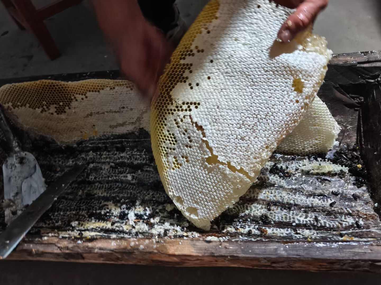 甘肃舟曲蜂巢蜜 24个月保质 天然蜂蜜