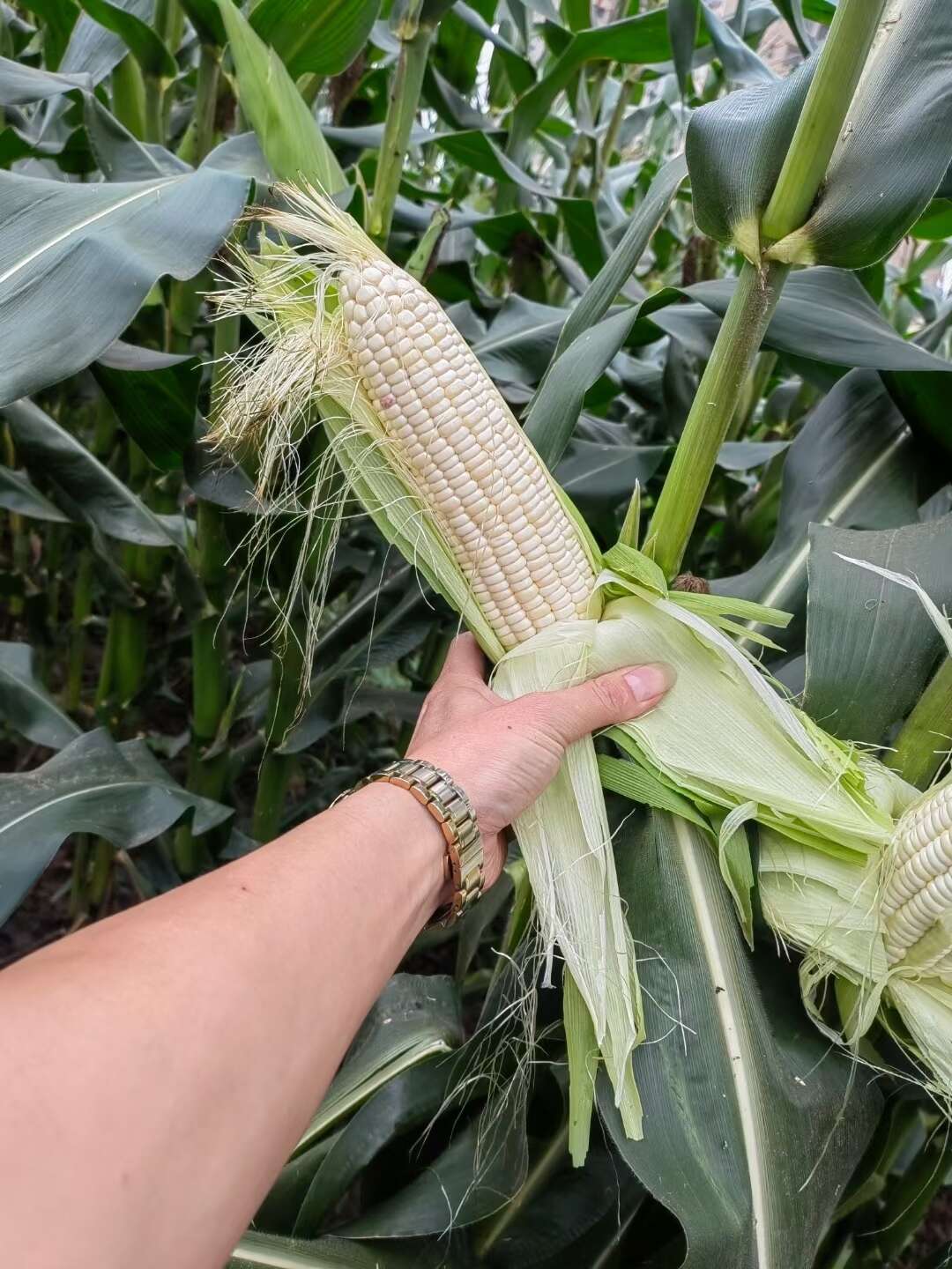 浙糯玉2095  早熟甜加糯玉米种子