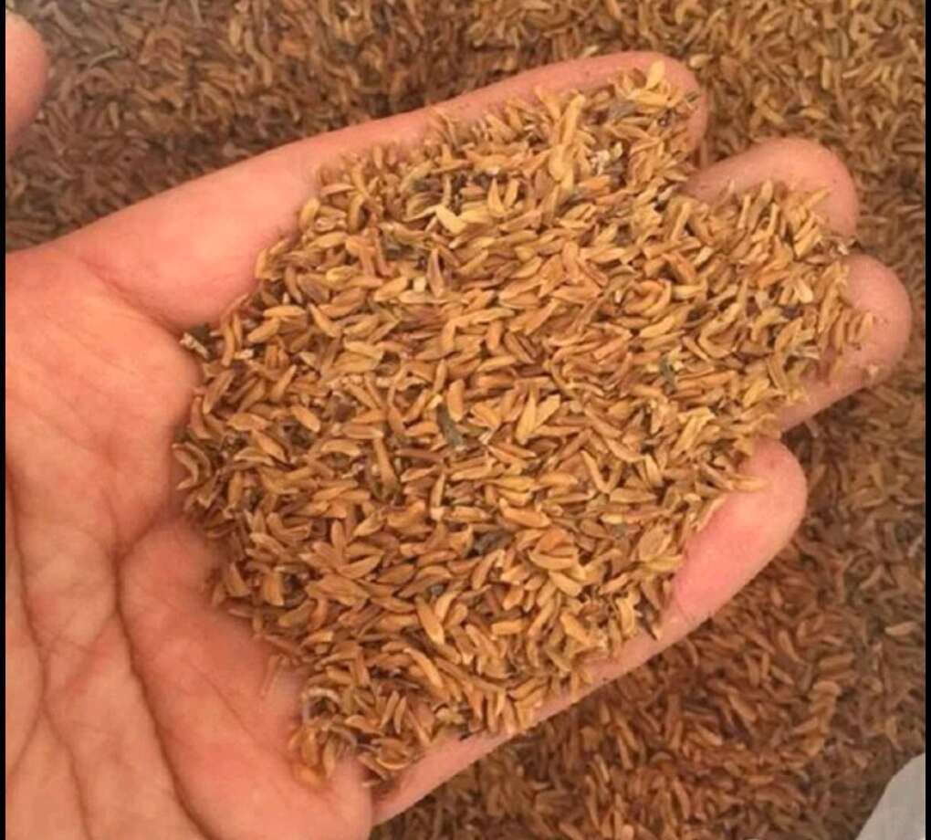 陇县陕兴源药用大果连翘种子  今年新种 出芽率高