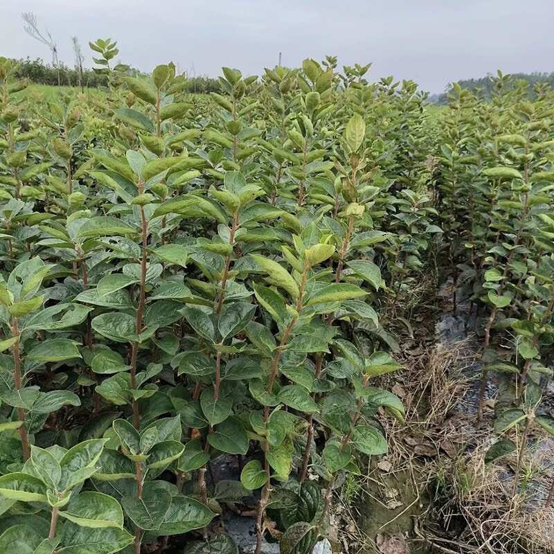 新品种正宗浙江太秋甜柿树苗日本甜脆柿子大秋嫁接果树南北方种植