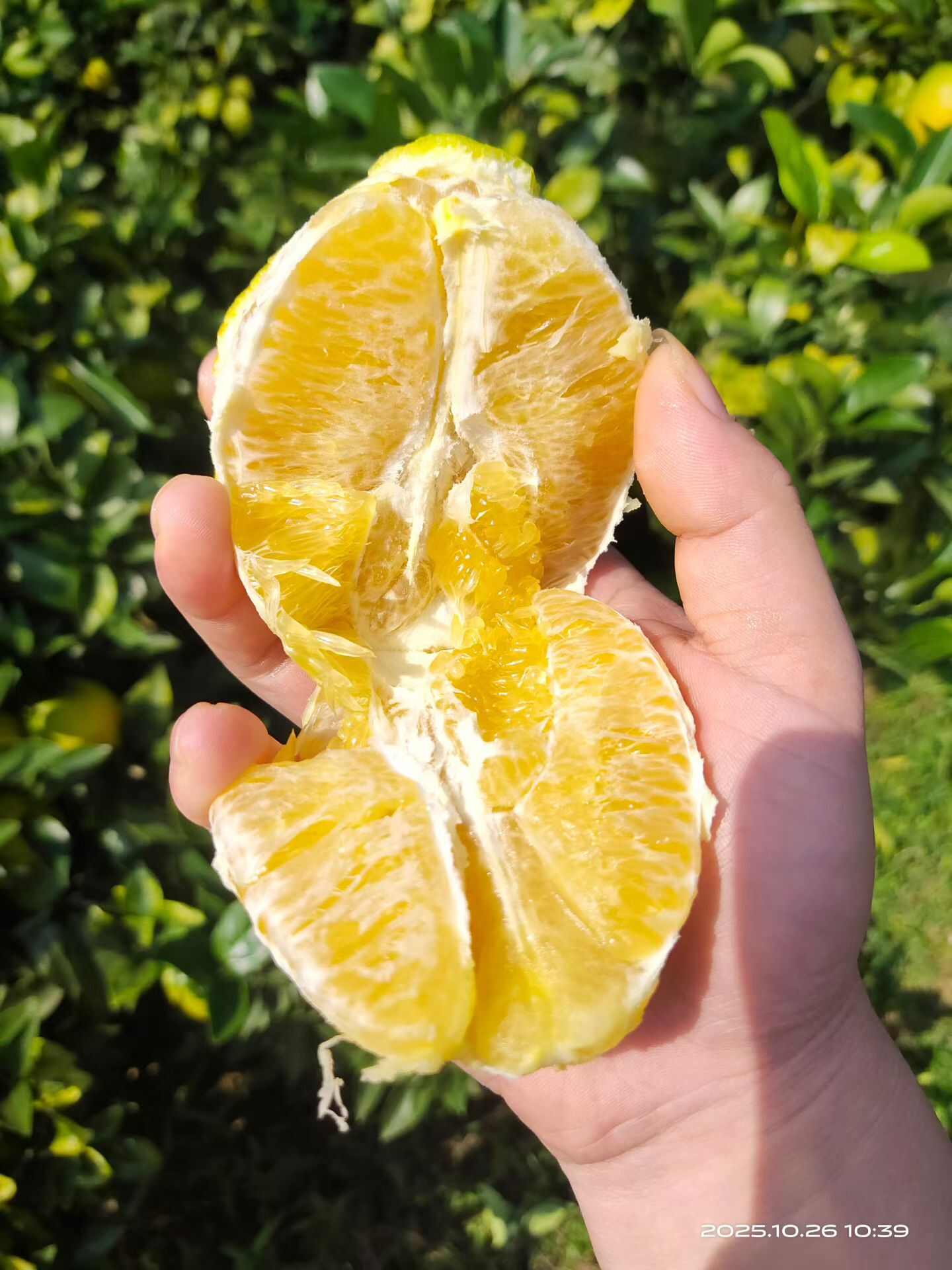 江西赣南脐橙果园直发，新鲜采摘当天发货。