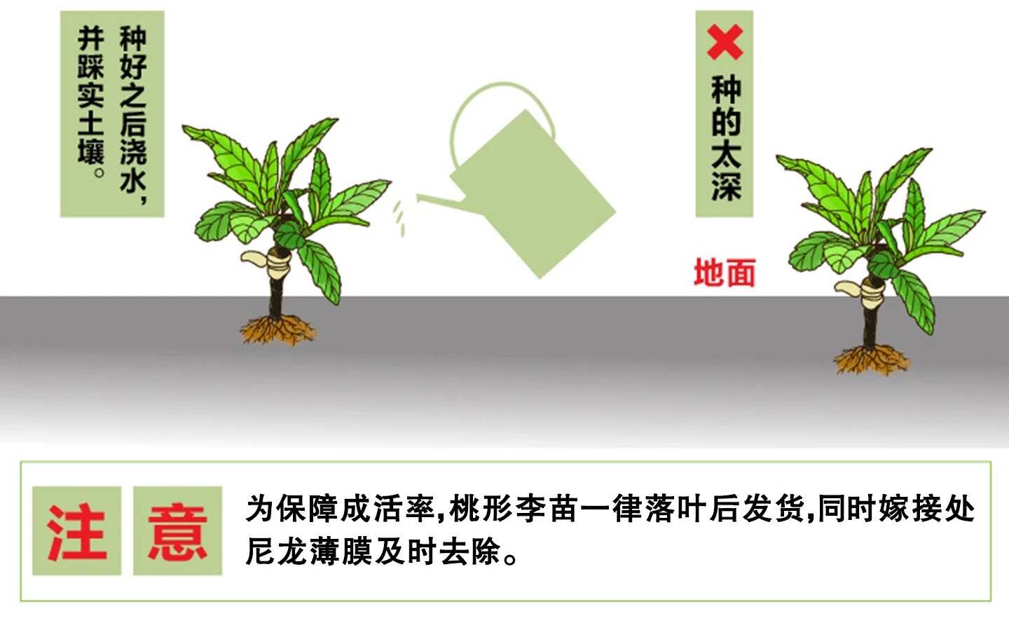 正宗太秋甜柿树苗嫁接日本大秋脆柿子果苗南方种植对版包活新品种