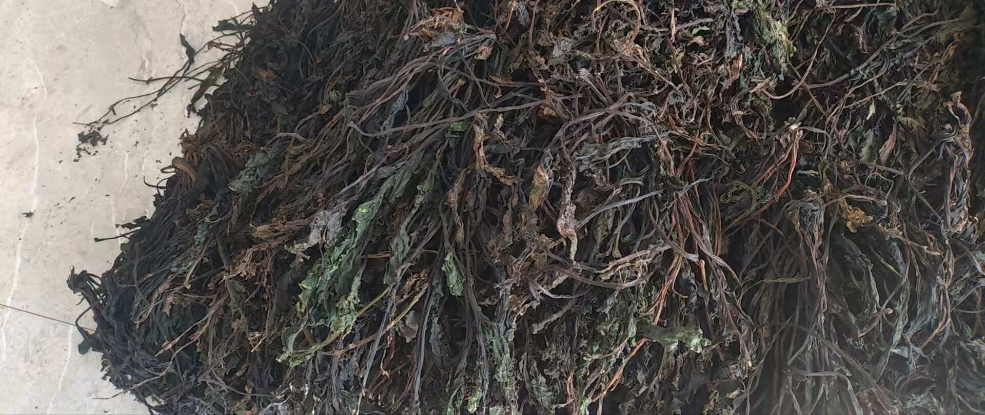 东北甜菜缨子大量有货