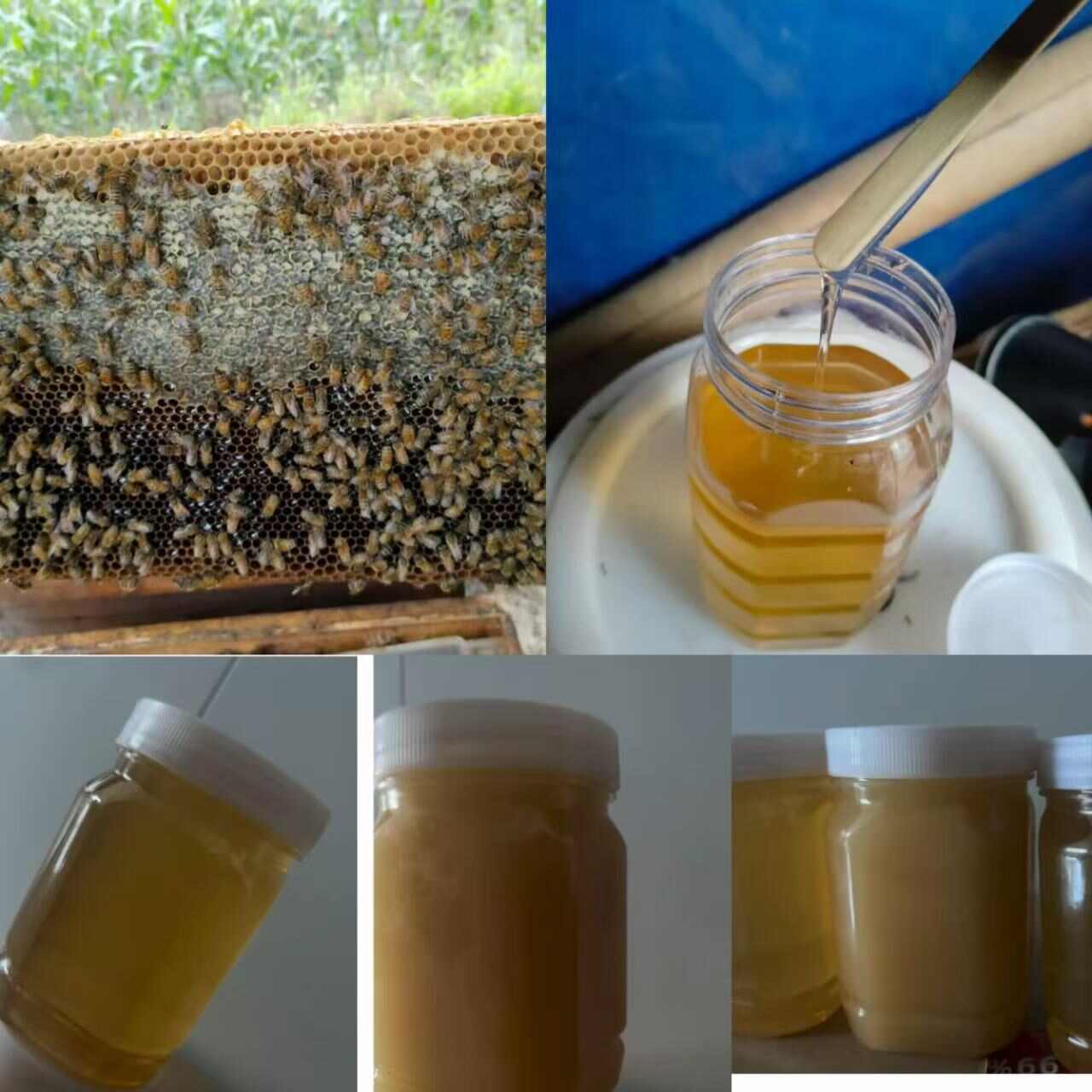 槐花蜜 枣花蜜 油菜花蜜 荆花蜜