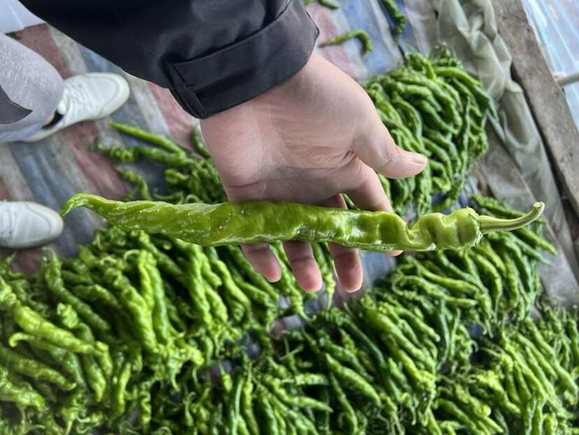 专注辣椒 扁芸豆精品